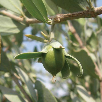 ӦɺɰŻ Jojoba Oi 
ؼ: