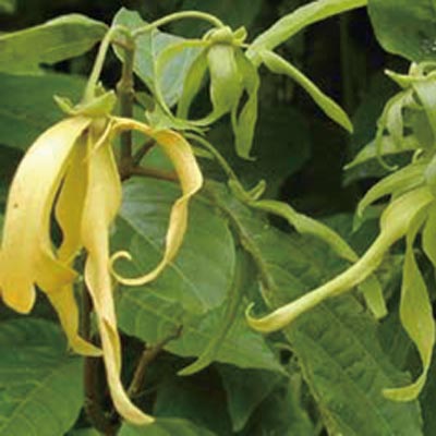 Ӧ Ylang-Ylang 
ؼ: