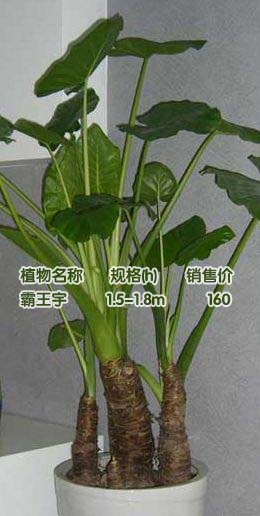 ֲ  xaqmhh    13636812263ӭͻǰѡ 
ؼ: