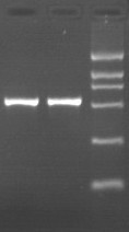 ṩԼкPCRിԼ Լ PCRി 
ؼ: