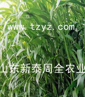 ߲tzyz 
ؼ: