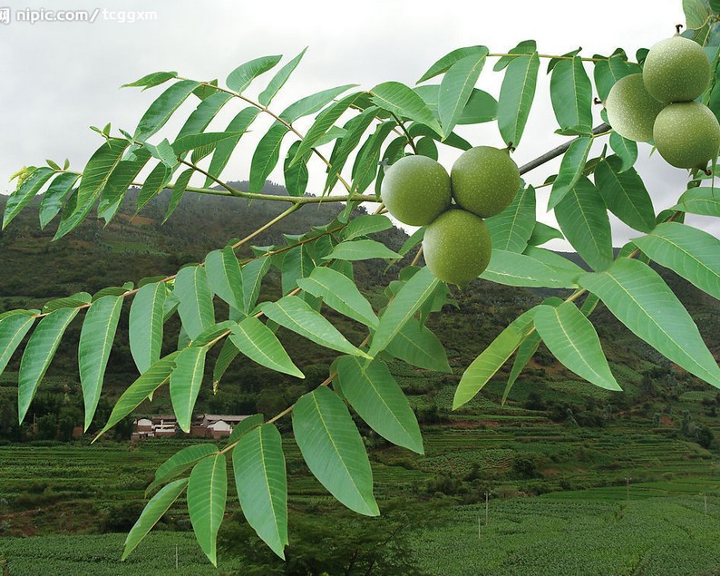 14  ޽Ӻ Ʒ 
ؼ: