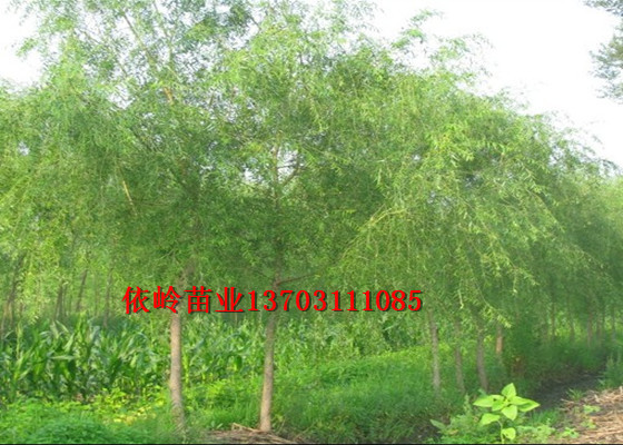 ɽɽ磬ɽӦ 
ؼ: