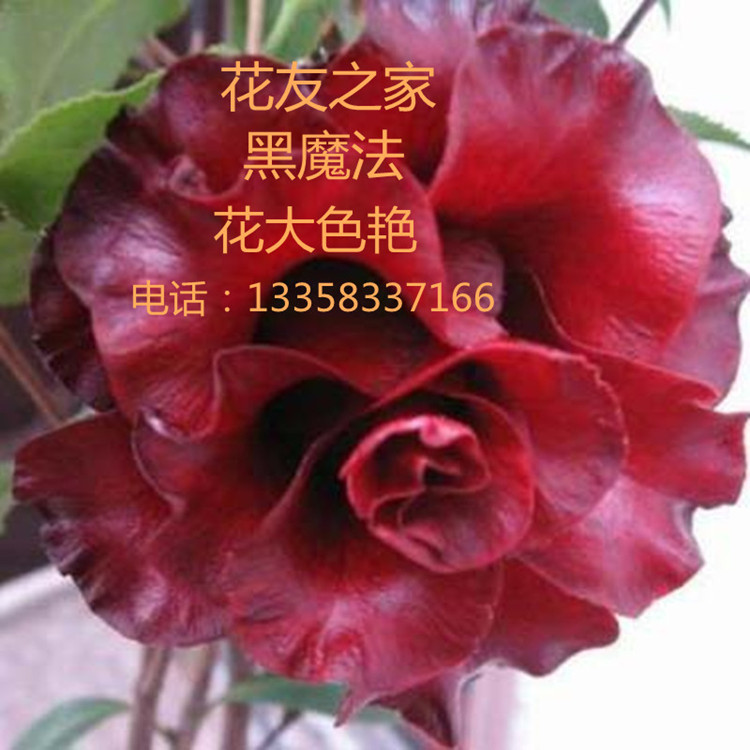 ӦƷ軨ħ 軨СǤ糤Ӧ 
ؼ: