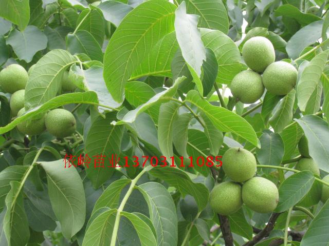 M21֦|ӱ飬밫 
ؼ: