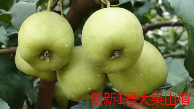 Ӧɽ ɽ髼۸ ɽ髹Ӧ 
ؼ: