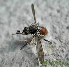 ݸϳ溦ι˾ ѡݸƴϳ溦޹˾ 
ؼ: