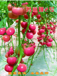 ߲ʷ/۹ӡٹʢҵ 
ؼ: