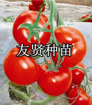Ӧ/TY-ٹҵ 
ؼ: