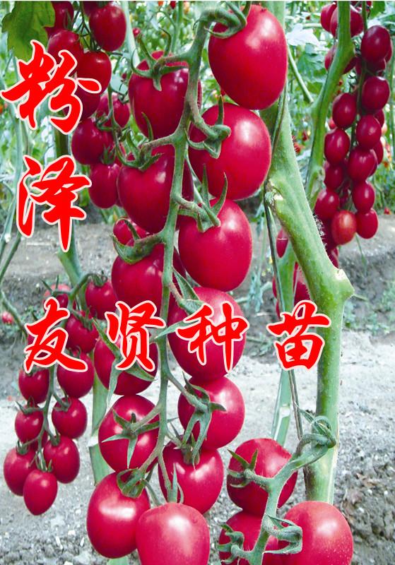 TYɫС/-ٹ 
ؼ: