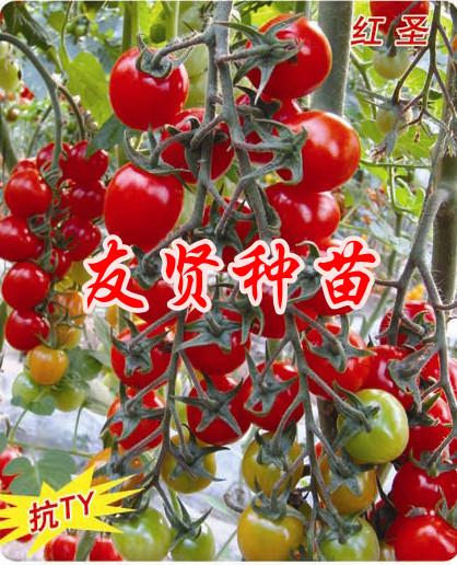 TYɫӣС/רӪ-ٹ 
ؼ: