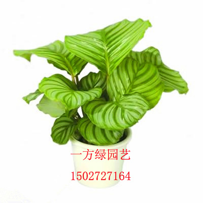 人ֲ 
ؼ: