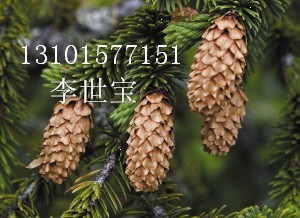 ۳ɽ  13101577151 
ؼ: