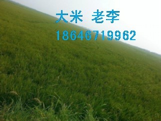 ۶л  18646719962 
ؼ: