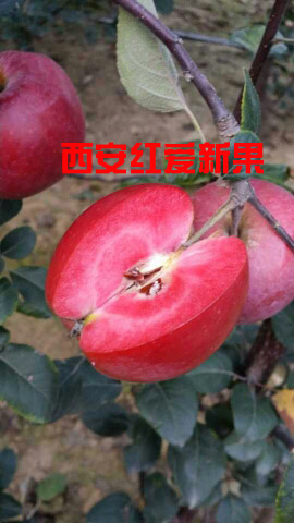 ½ʺƻ 
ؼ: