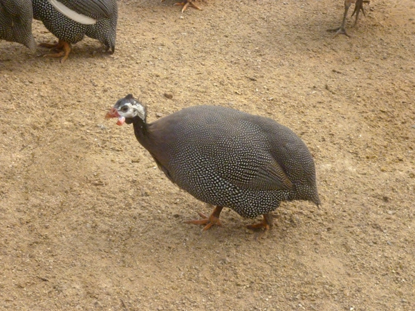 鼦ô ʵ鼦 
ؼ: