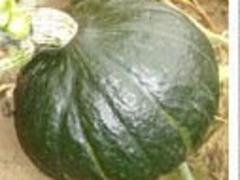 ۸ѹңŻݵѹ 
ؼ: