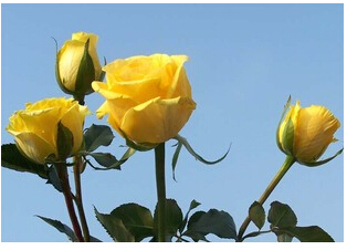 Ứ¼õ¼ 
ؼ: