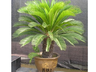 ڣƽڣѡԵ 
ؼ: