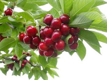 ӣľרҵӦ³˹ӣ硿³˹ӣ硿 
ؼ: