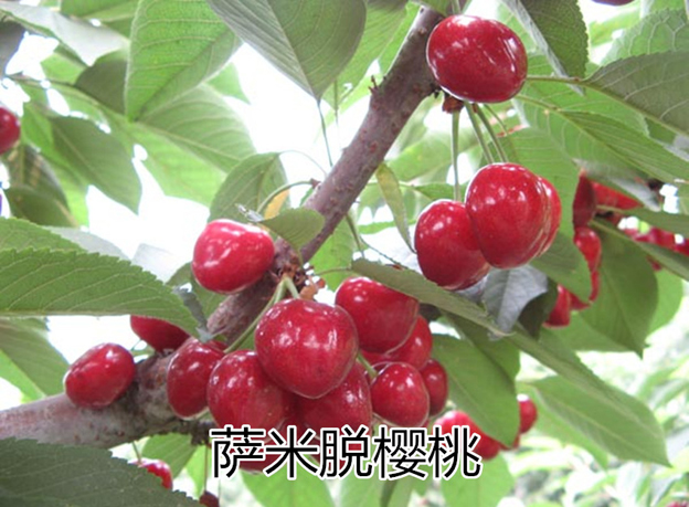 ̩ӣֱ/عŻ 
ؼ: