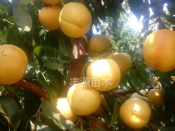 ɽƽ硪ҪƷƽԴ 
ؼ: