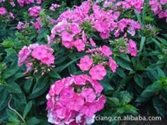 ĸ»־ӦΫ» 
ؼ: