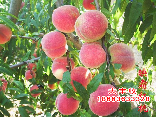 ѩɽѩء 
ؼ: