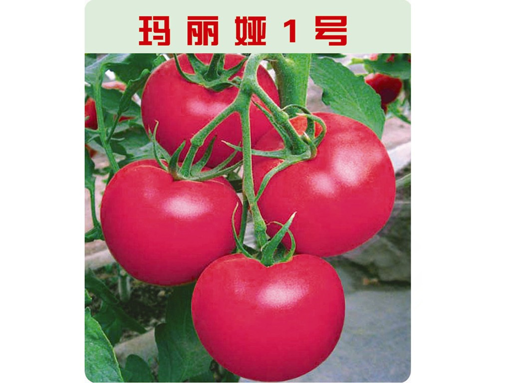 Բ͹ʵӲʹӡٹʢҵ 
ؼ: