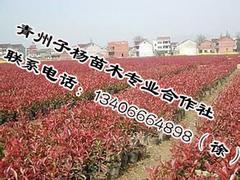 Ҷʯľ磺ߺҶʯ 
ؼ: