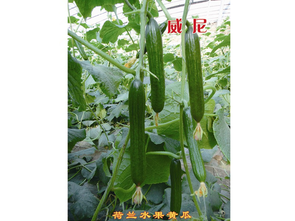 ޴ζȺˮƹӡٹʢҵ 
ؼ: