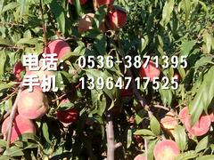 ӳ˪硾10086ޡɽӳ˪硢ӳ˪ֲ 
ؼ: