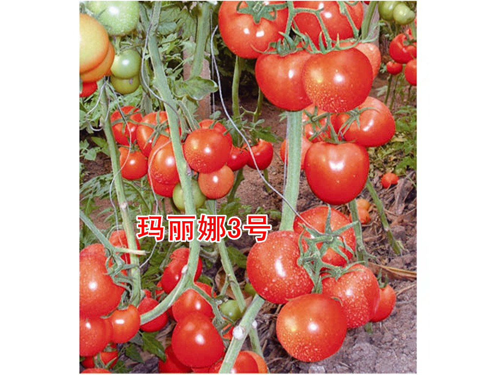 ɫӲȺôӡٹʢҵ 
ؼ: