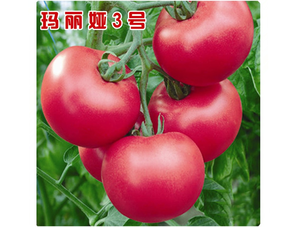 ڸкӲȺ÷۹ӡʢҵ 
ؼ: