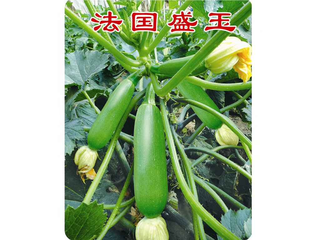 紺«ӡʢҵ 
ؼ: