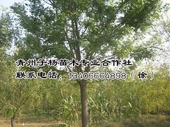 ޲溦ĹƼ  
ؼ: