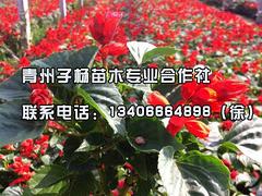 ɽൺһֲ- 
ؼ: