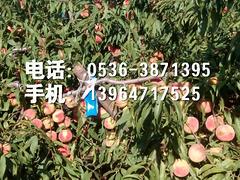 ӳ˪硾ųϡƼӳ˪ؼӳ˪ 
ؼ: