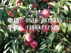 ӳ˪硿ģɽӳ˪硾ס 
ؼ: