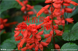 һֲءƷһ죬 
ؼ: