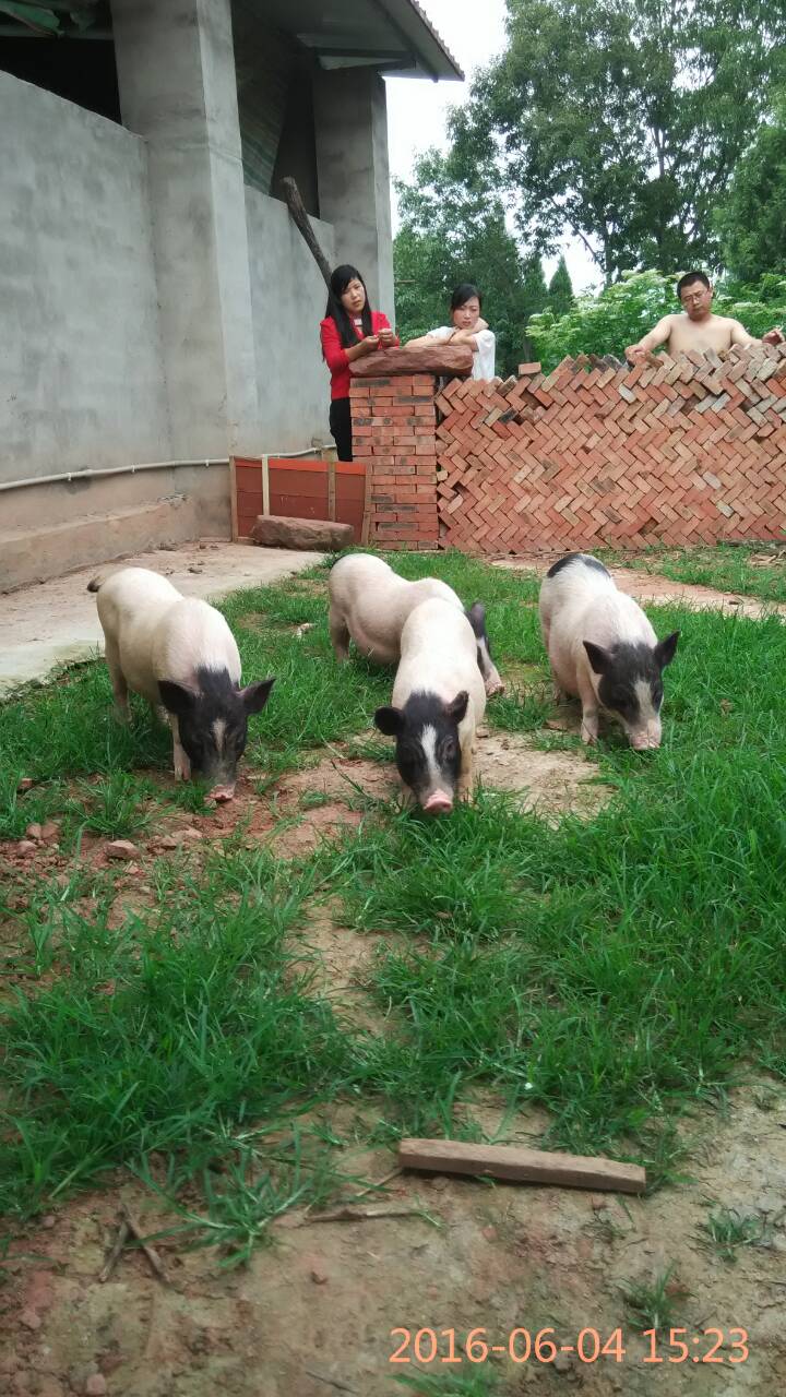 ֳũ֮ԴŻݵĳɶֳӦ 
ؼ: